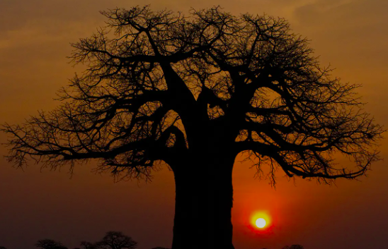 image of tree at sunset